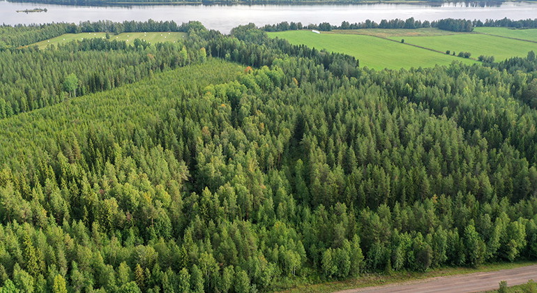 Norra delen av Stabbtjärnbäcken syns i landskapet som ett frodigt skogsstråk runt bäcken, ner mot Luleälven.