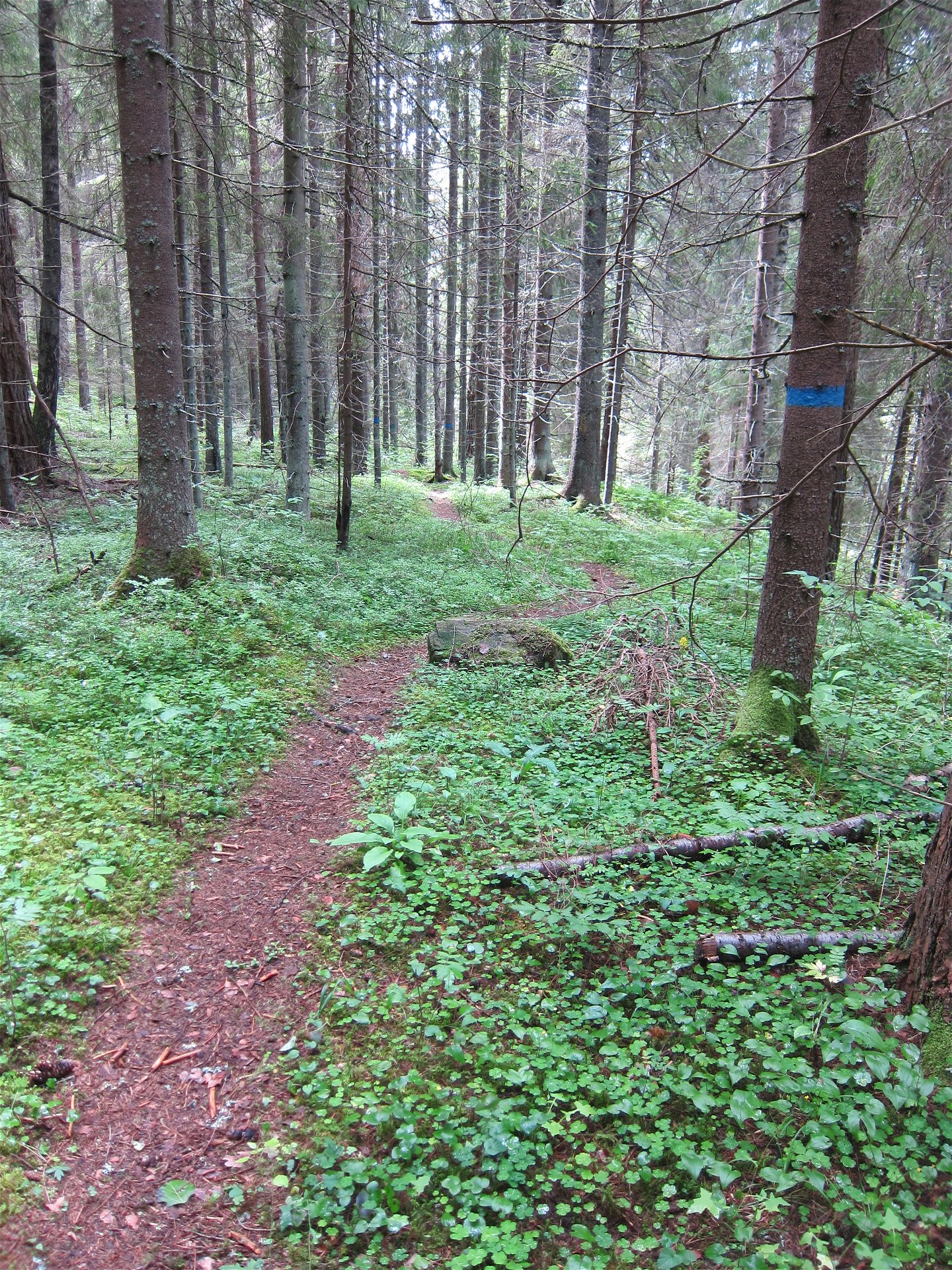 Blåmarkerat träd visar vägen längs stig i skogen.
