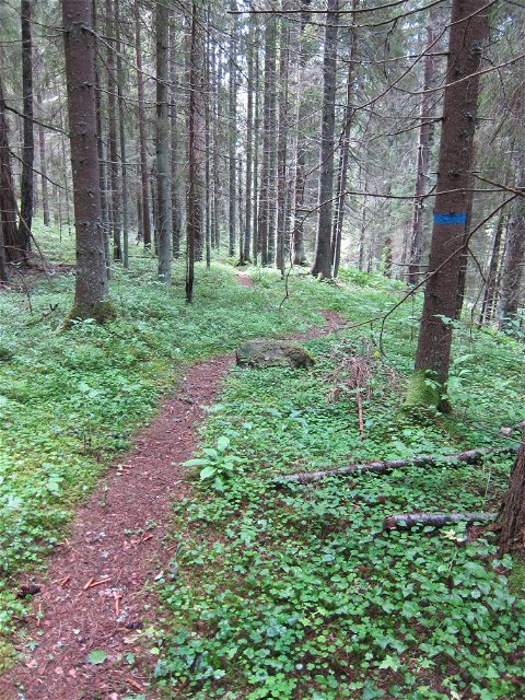 Blåmarkerat träd visar vägen längs stig i skogen.