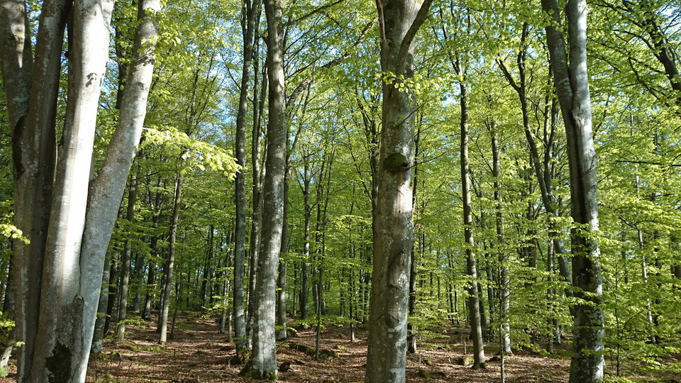 Fotograf: Peter Lönn