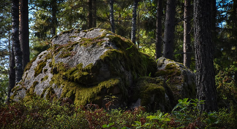 Foto: Länsstyrelsen i Kronobergs län