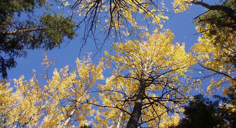 Vackra höstfärger på träden i Mössbobäcken.
