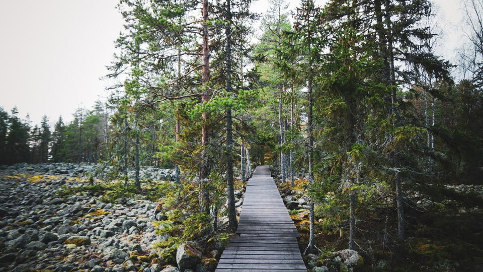 Träbro i skogen vid ett stenigt parti på cykelled