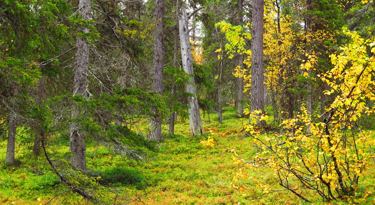 Bilden visar granskog med en silvrig död tall.