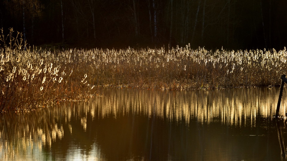 Kaveldun i Västra Långängskärret. Foto Eddie Granlund