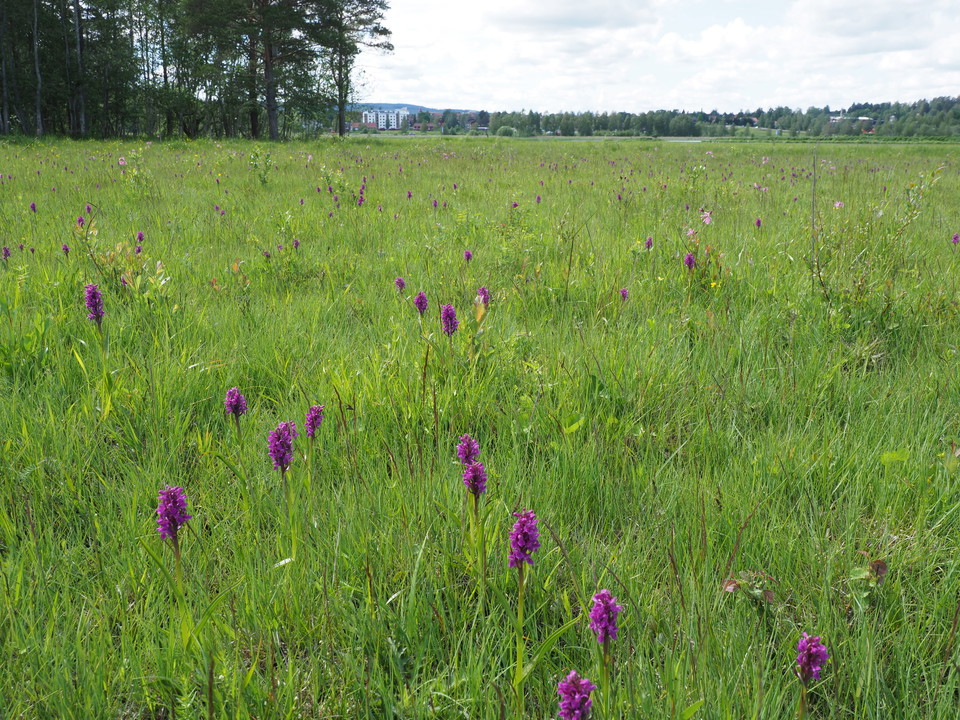 Ängsnycklarna blommar i juni