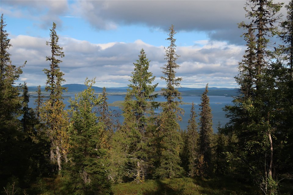 Utsikt genom barrskog över en sjö med berg i bakgrunden.