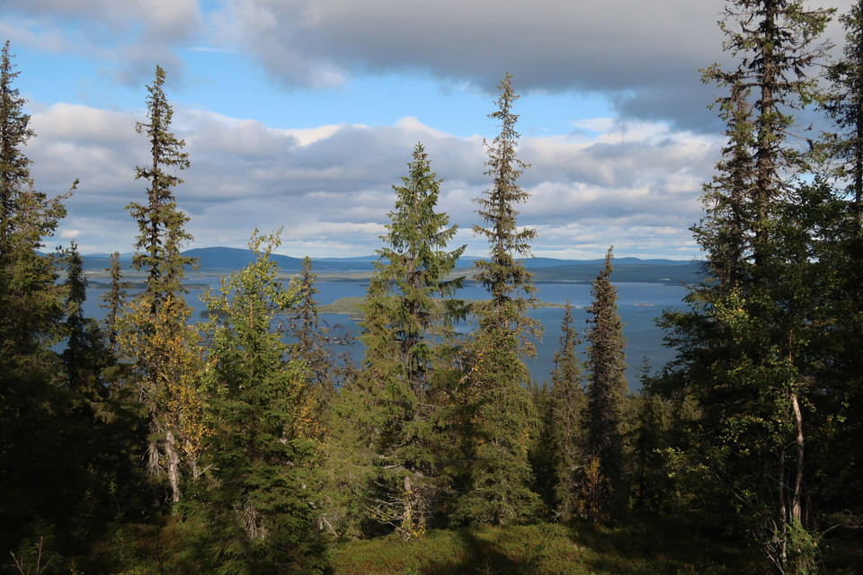 Utsikt genom barrskog över en sjö med berg i bakgrunden.
