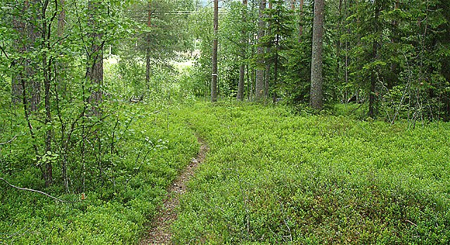 Trail Isovaara