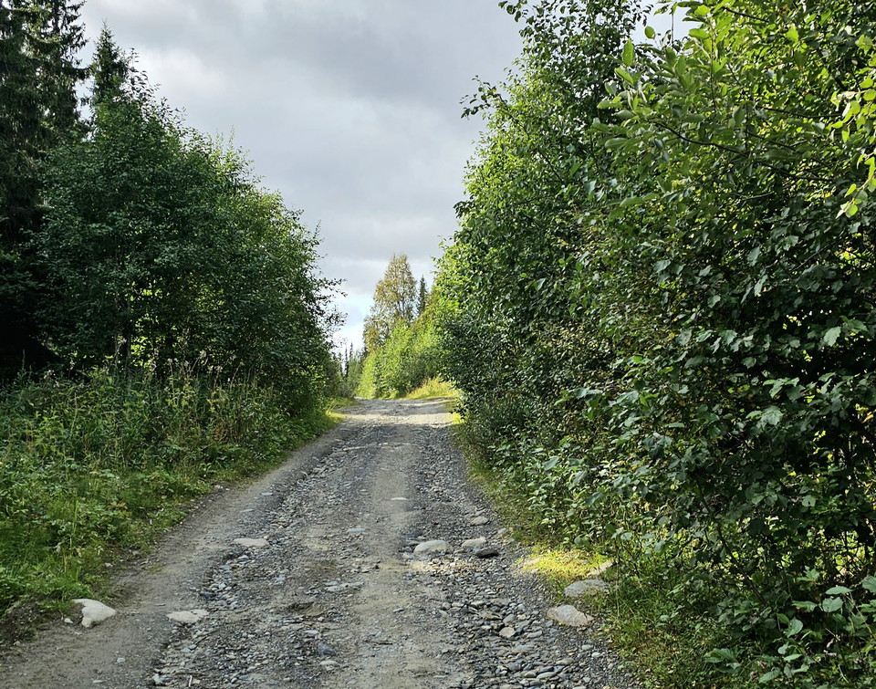 En stenig skogsbilväg med träd på båda sidorna.