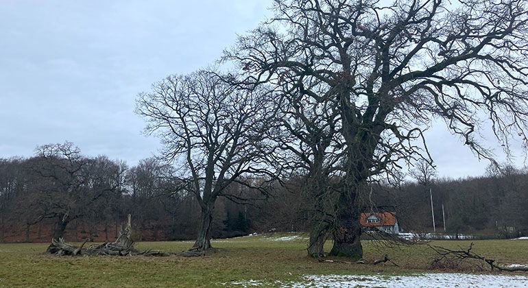 Ekar i Snogeholm.