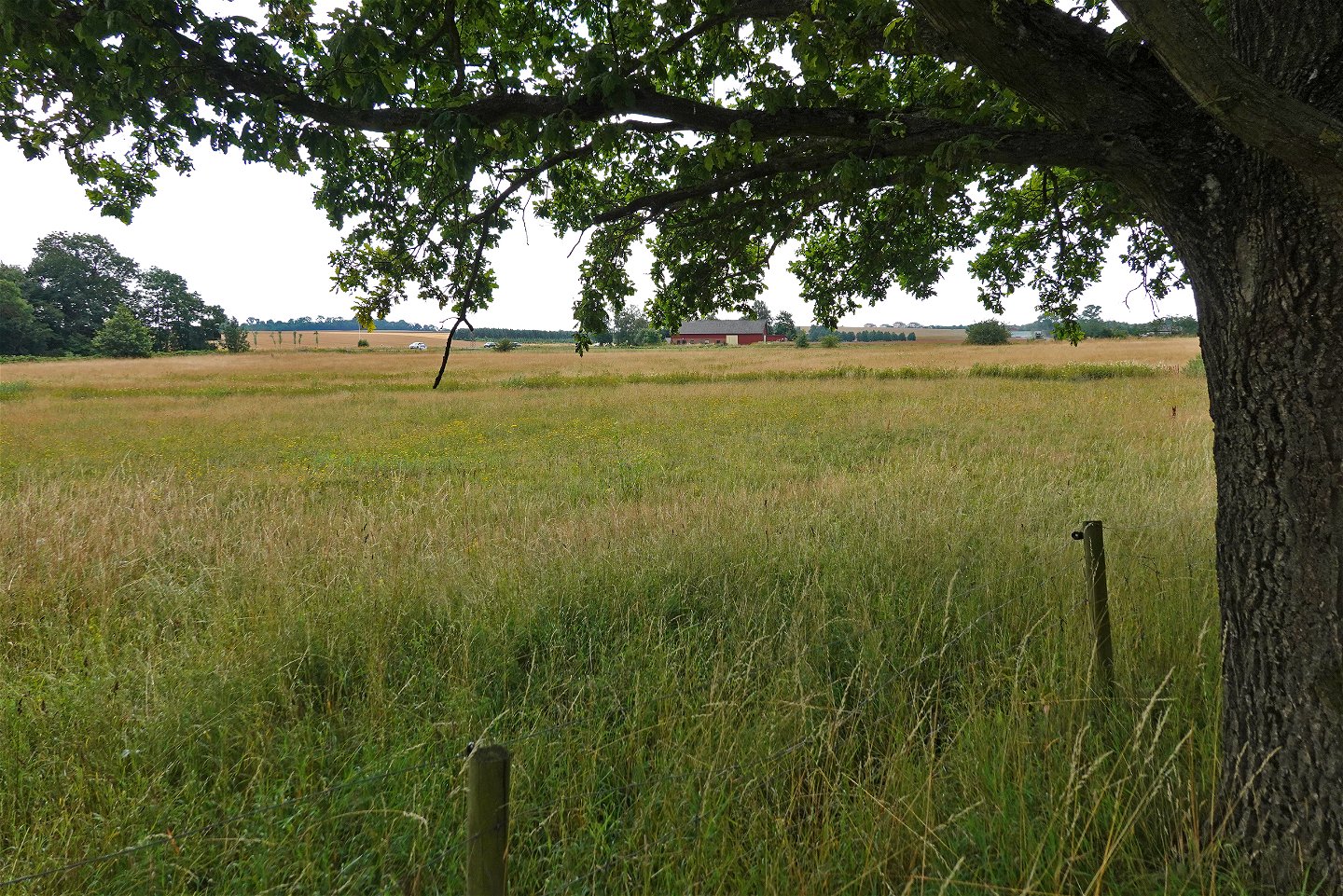 Ängsmark med ek i förgrunden