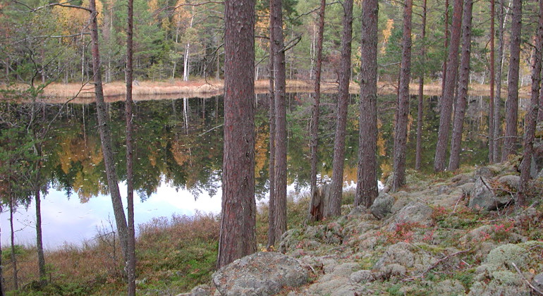Liten vattenspegel i tallskogen på Kusön.