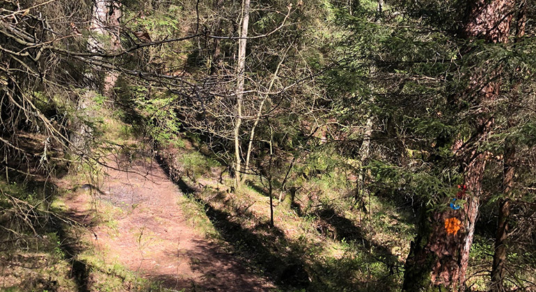 Leden i reservatet går också genom ganska tät blandskog, med både tall, gran och blandade lövträd. 