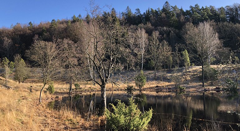 Höstsolen skiner över Töddesjön. Träden runt sjön har tappat sina löv och istället har frosten bitit sig fast i trädtopparna. 