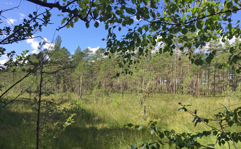 Utsikt över myr.