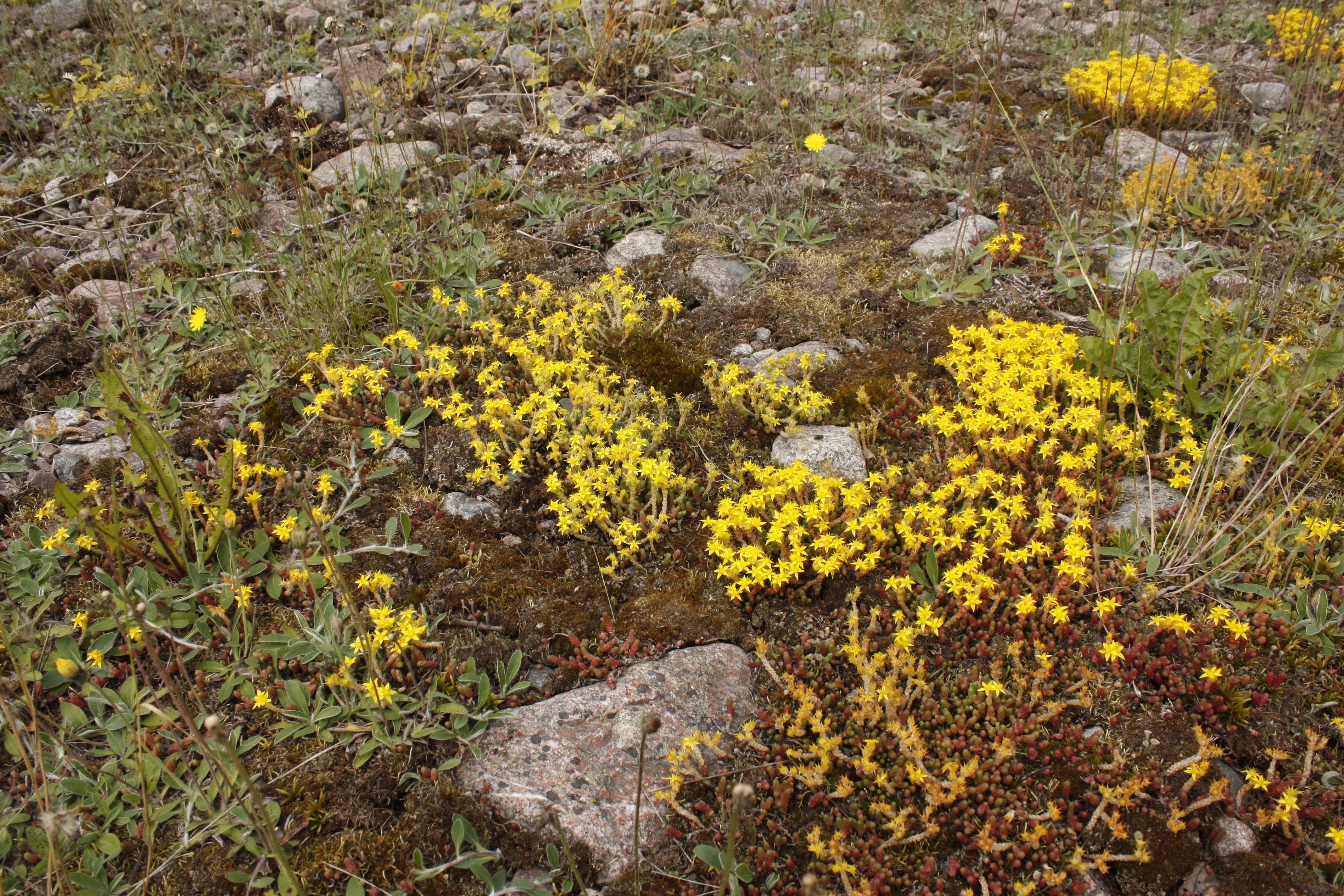 Närbild på små gula blommor som växer bland större stenar.