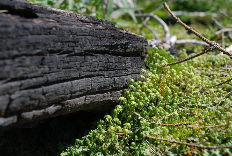 Bränd trädstam möter grönskande mossa.