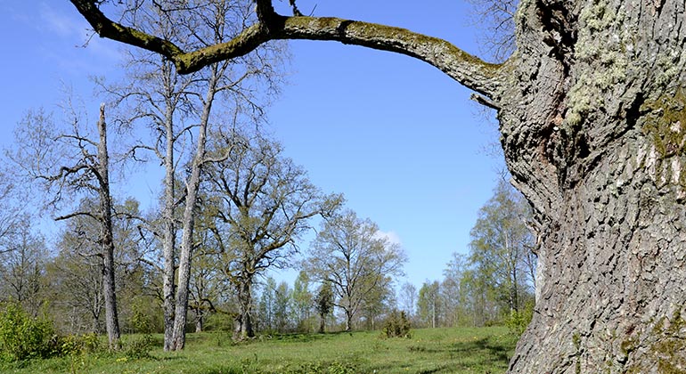 Snavlunda, betesmark med gamla ekar.