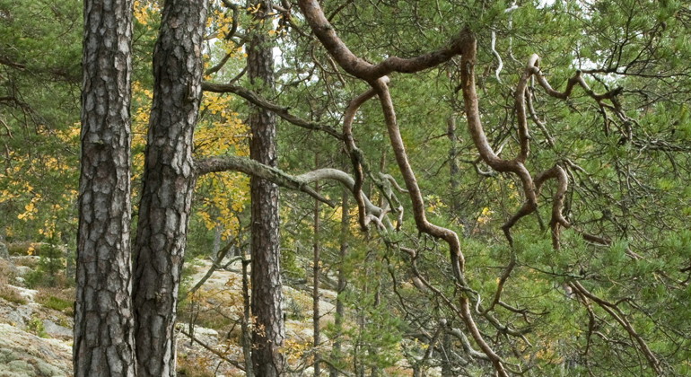 Ekhultebergen, Naturreservat