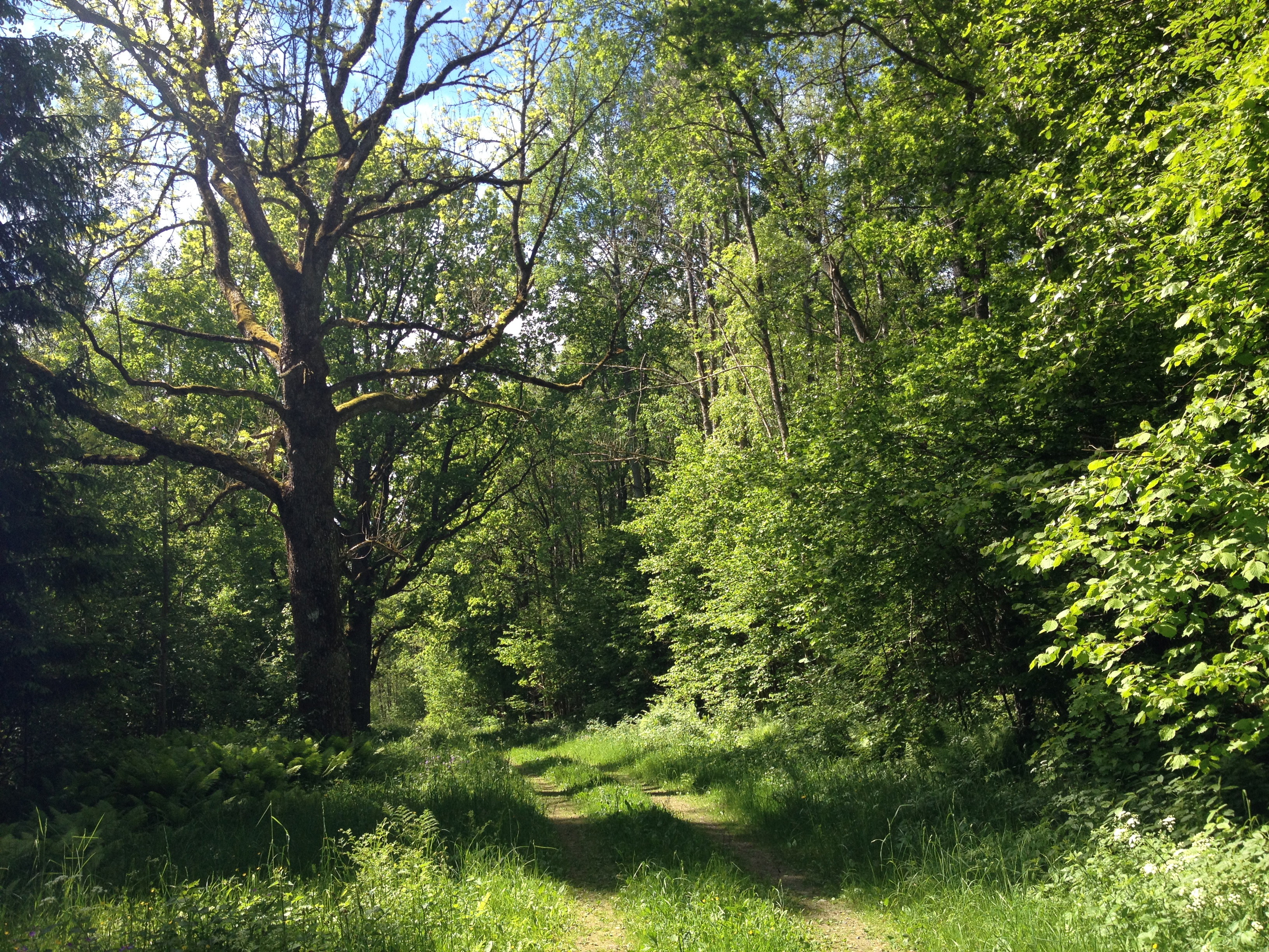 Hälla ädellövskog naturreservat
