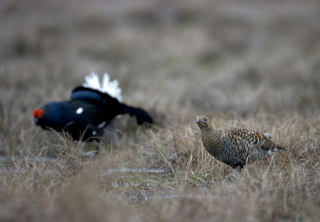 Dunderklintarna, Naturreservat