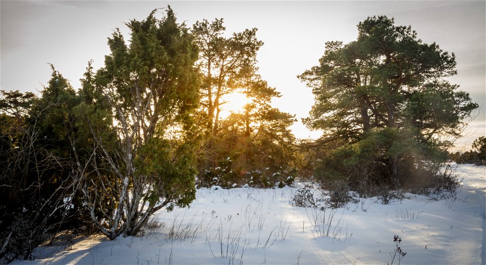 Enbuskar och lägre barrträd med marktäcke av snö. Solen lyser genom ett av träden.
