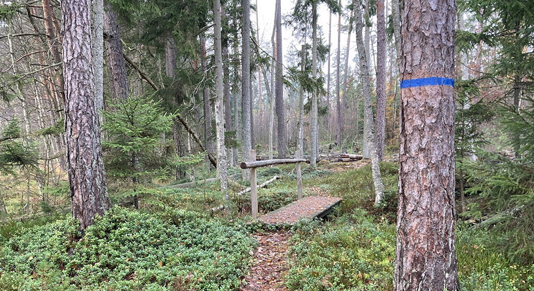 Blå vandringsled.