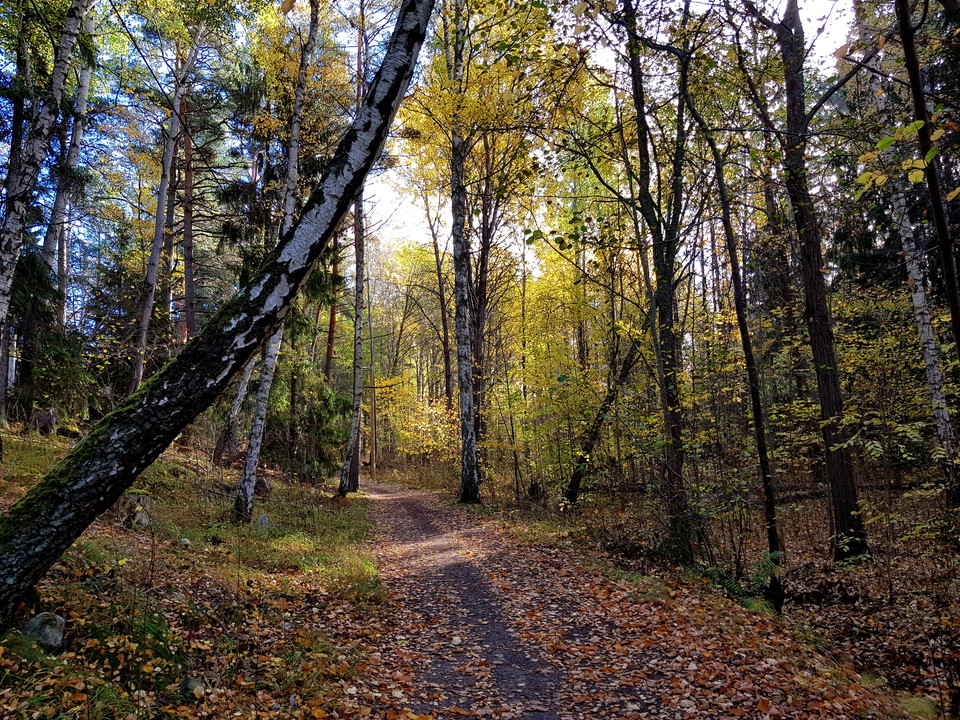 Blandskog i Kyttinge. Foto Lidingö stad