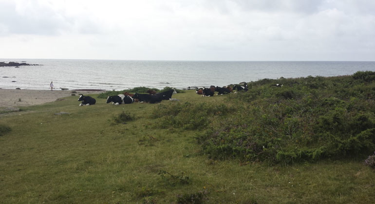Kor vid havet