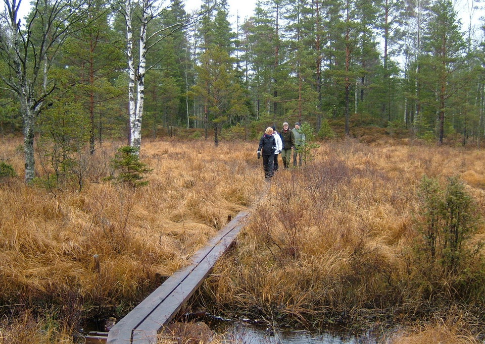 Spångar över våtmarkerna
