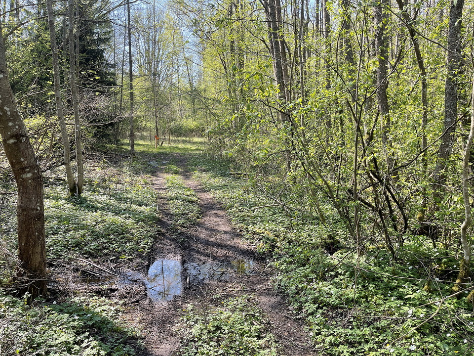 Lerig vattenpöl läng stig.