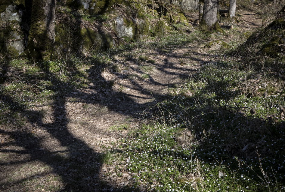 Stig med vitsippor på Dicksons promenad