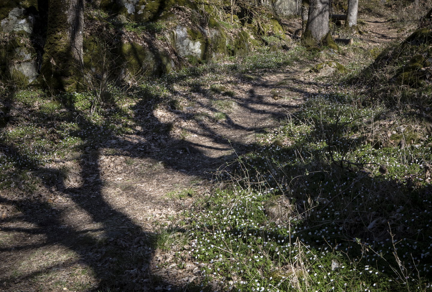 Stig med vitsippor på Dicksons promenad