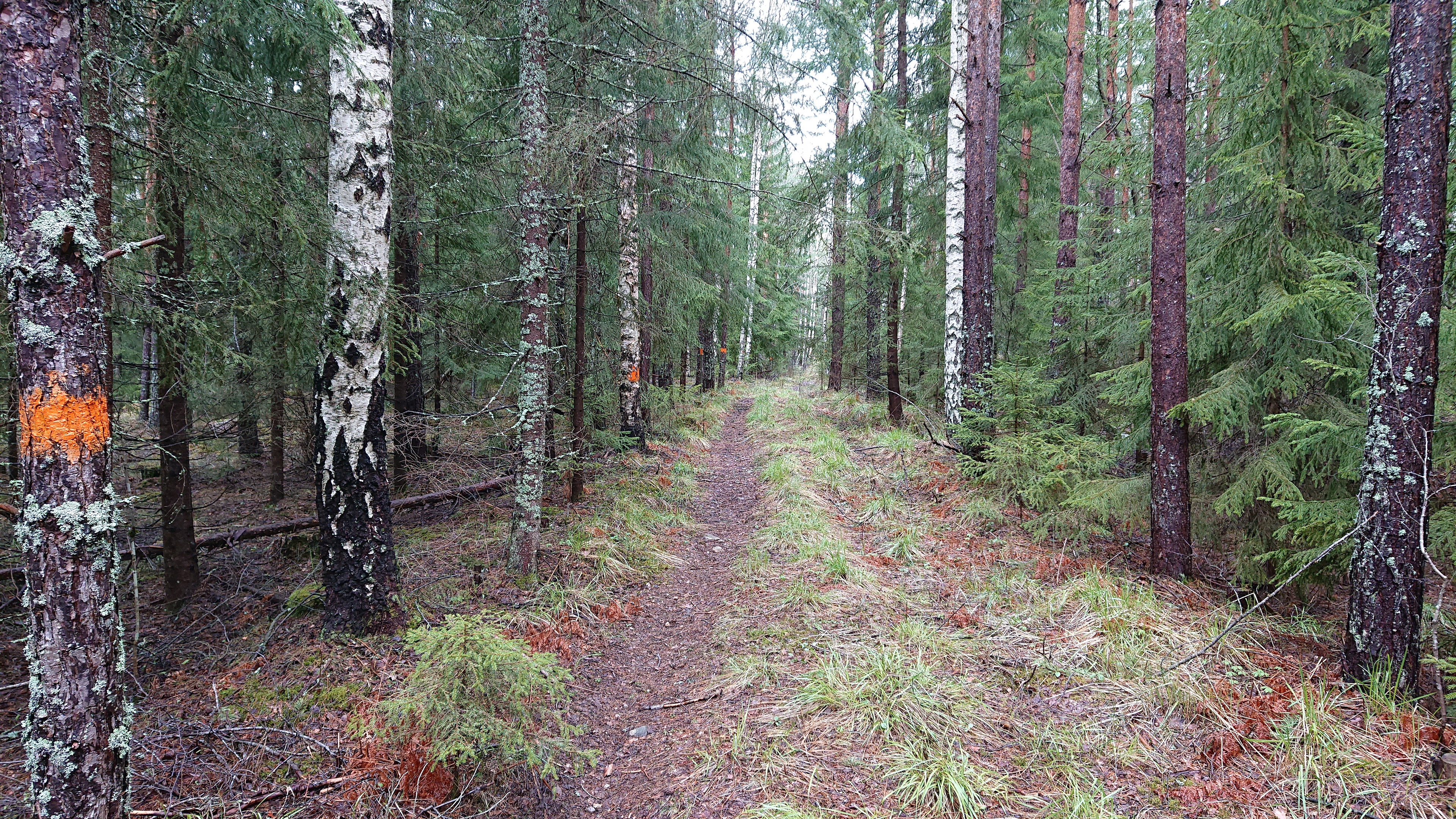 Skogsstig