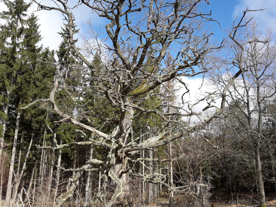 Höga naturvärden