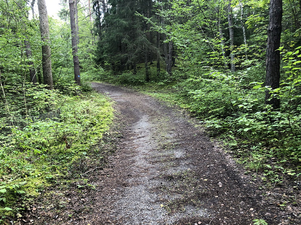 Grusad väg genom grönskande skog.