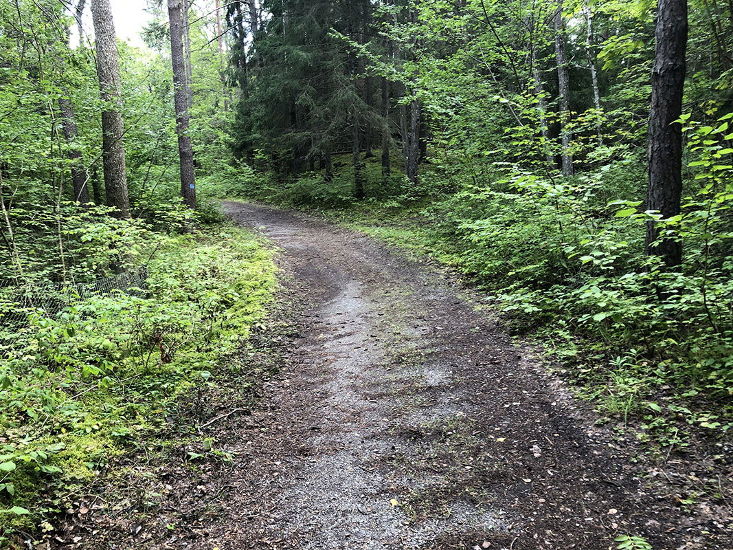 Grusad väg genom grönskande skog.