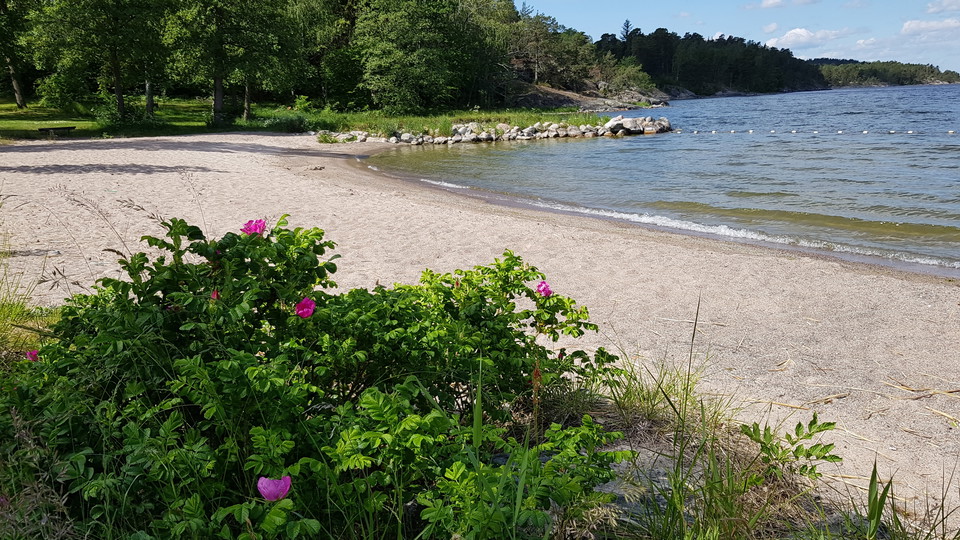 Vresros vid Södergarnsbadet. Foto Lidingö stad