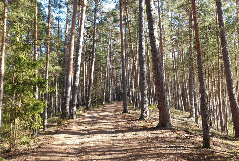 Grusväg på ås kantad av tallar.