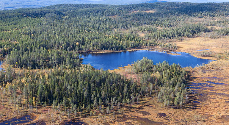 Flygbild på barrskog, sjöar och myrar.