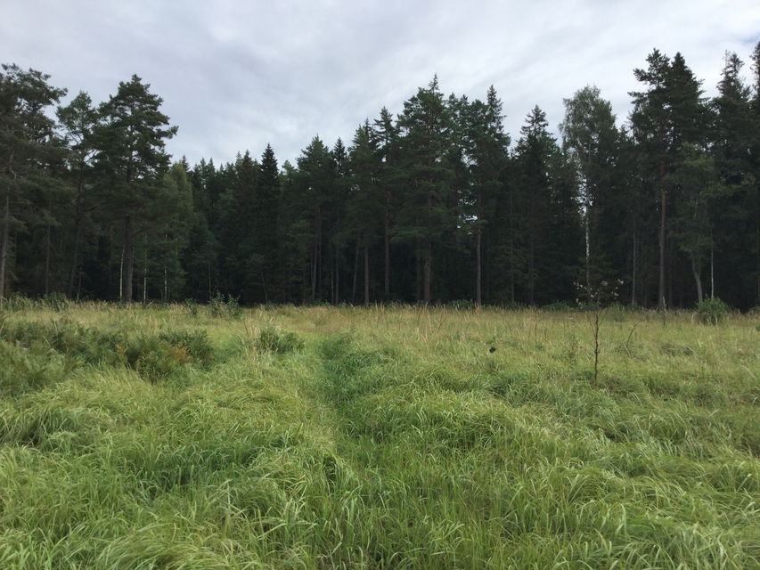 Vandringsleden i Brännström går genom olika naturtyper.