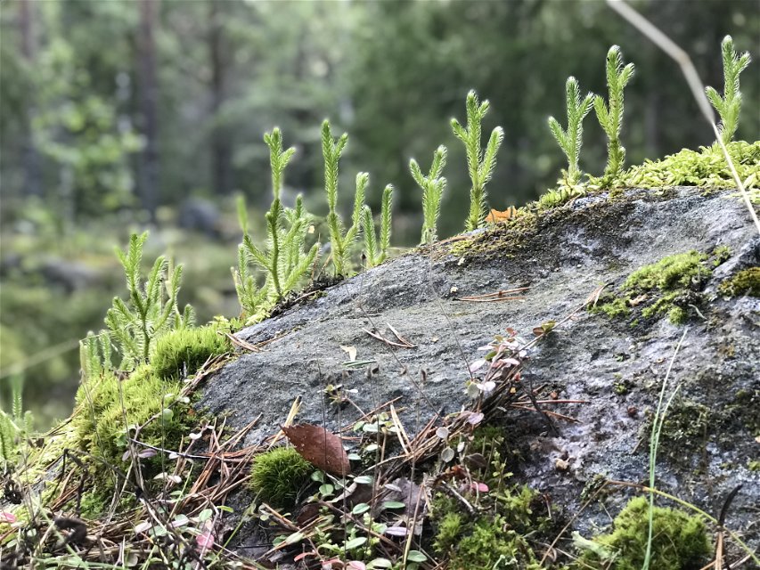 Björnmossa som växer på en sten