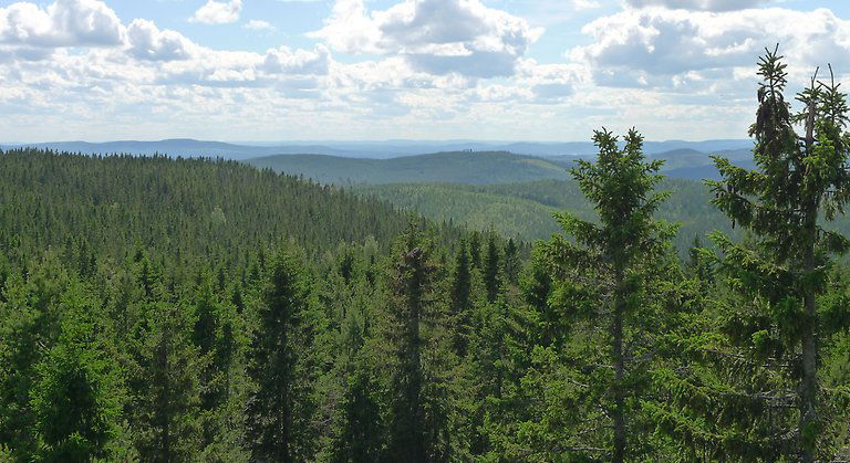 I området kan du promenera på Sjuvallsleden som går nedanför berget eller gå en slinga in genom reservatet. Berget, skogarna och de öppna myrmarkerna bjuder på spännande naturupplevelser. Foto Länsstyrelsen Gävleborg