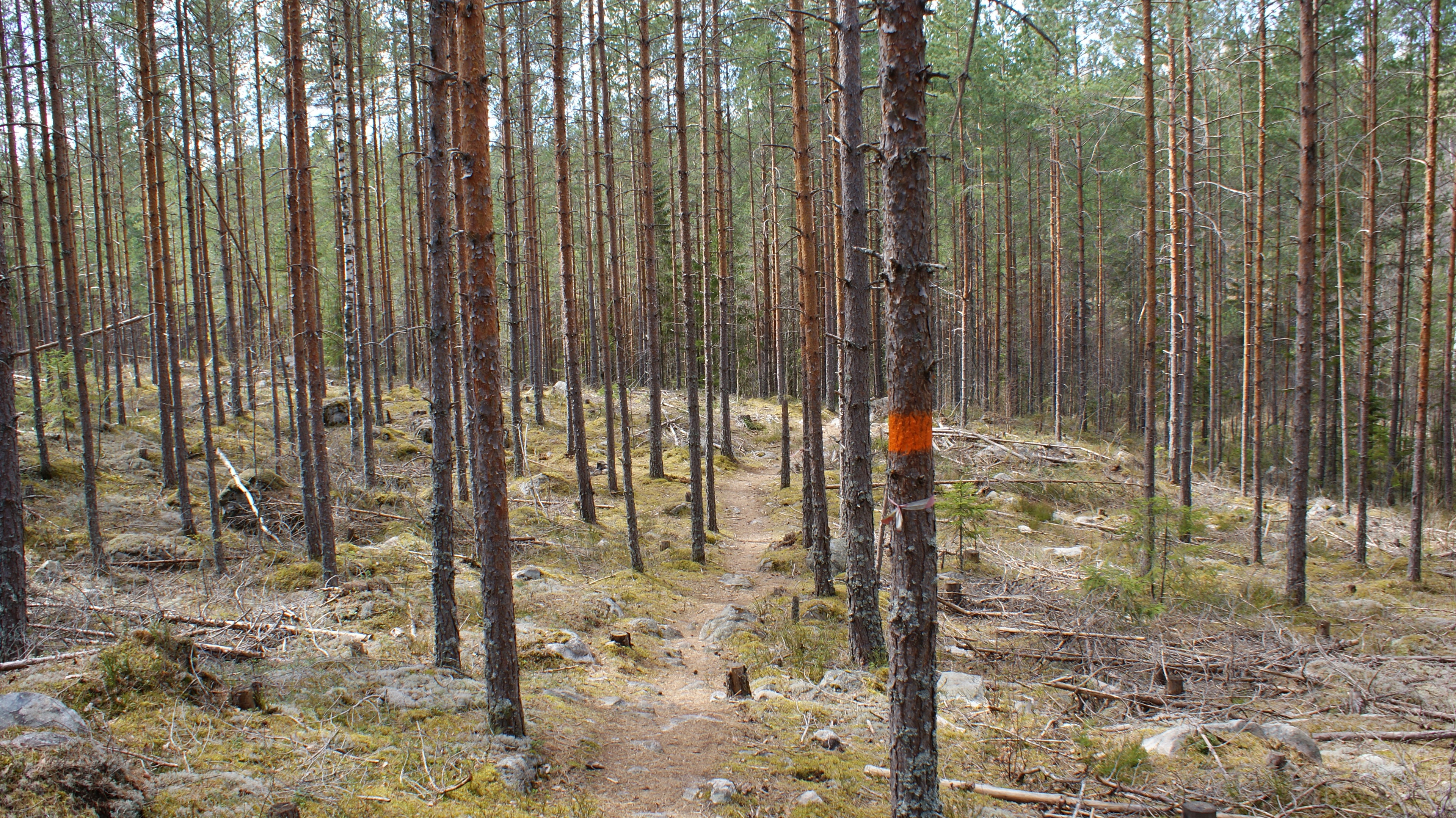 Skogsstig