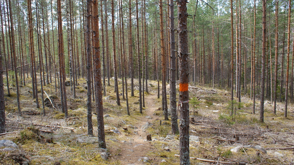 Skogsstig