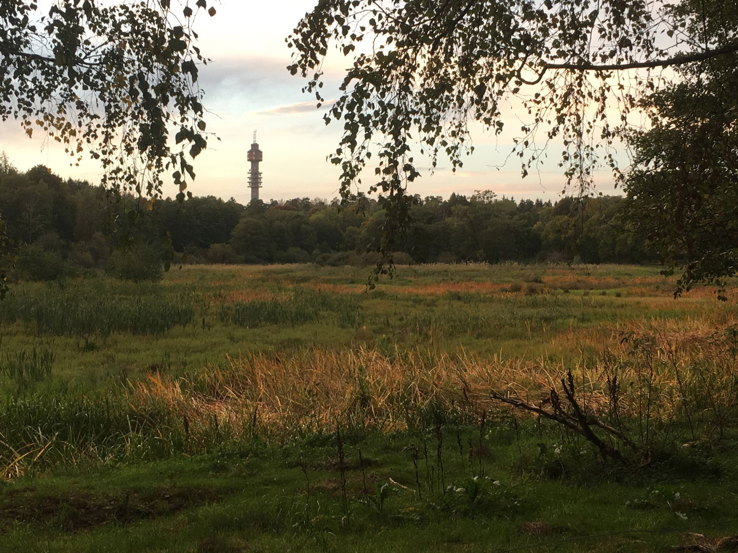 Isbladskärret.
