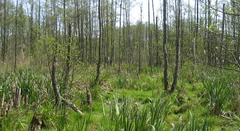 Sumpskog.