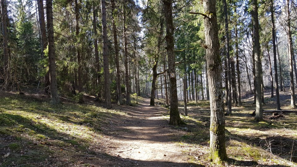 Grandominerad skog vid Södergarn 17 km in i Lidingöloppet. Foto Lidingö stad