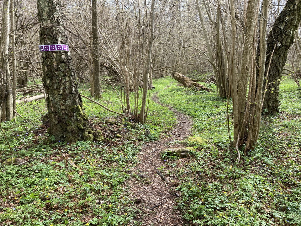 Lila ledmarkering genom vårgrön skog